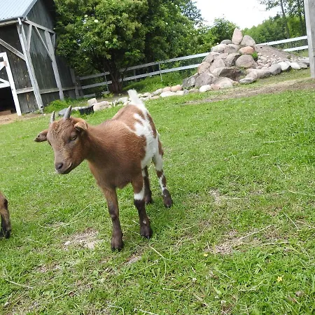 Gospodarstwo Kaczynski Ostroleka Farm stay