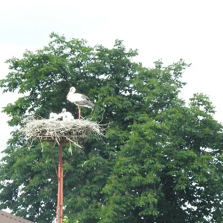 Gospodarstwo Kaczynski Ostroleka * Wyszel