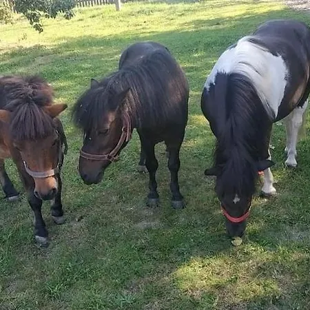 Gospodarstwo Kaczynski Ostroleka *