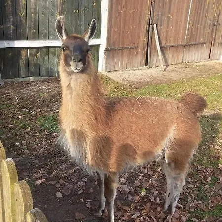 Gospodarstwo Kaczynski Ostroleka *