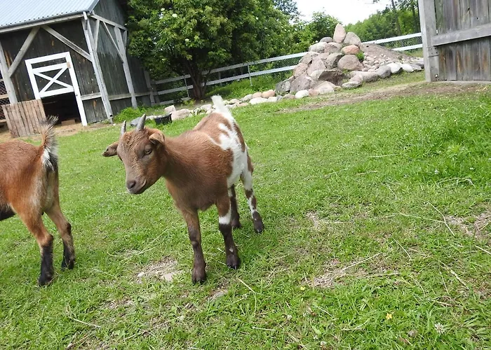 Gospodarstwo Kaczynski Ostroleka Agroturismo