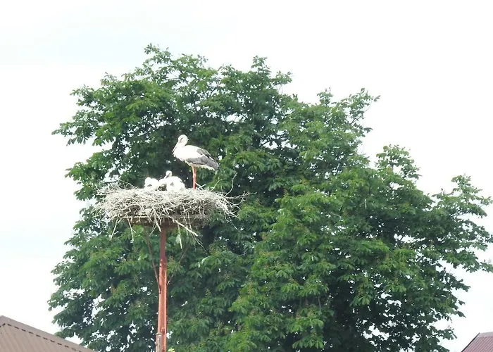 Gospodarstwo Kaczynski Ostroleka * Wyszel