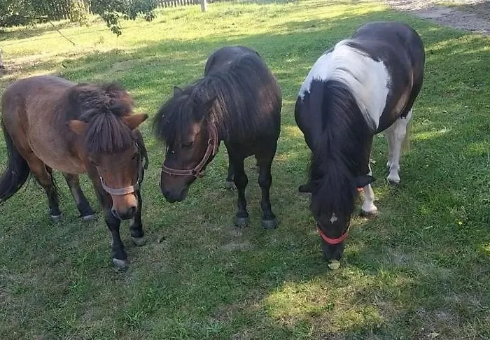 Gospodarstwo Kaczynski Ostroleka *