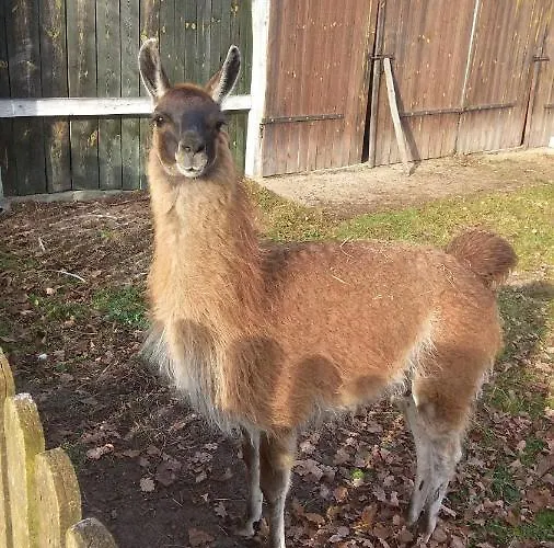 Gospodarstwo Kaczynski Ostroleka *